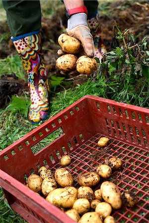 simsearch:6102-06965813,k - Potatoes in a tray, Norrbotten, Sweden. Stock Photo - Premium Royalty-Free, Code: 6102-03827556