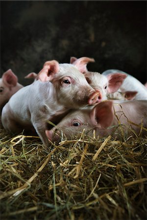 pig piglet - Ecological piglets, Skane, Sweden. Stock Photo - Premium Royalty-Free, Code: 6102-03827945