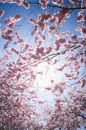 european cherry trees branches - Cherry tree, Stockholm, Sweden. Foto de stock - Sin royalties Premium, Código: 6102-03828133