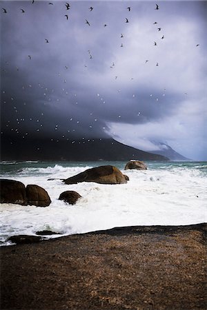 Birds flying over a stormy ocean, South Africa. Stock Photo - Premium Royalty-Free, Code: 6102-03828315