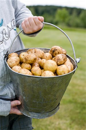simsearch:6102-06965816,k - A tin pail of potatoes held by a boy, Sweden. Stock Photo - Premium Royalty-Free, Code: 6102-03828323