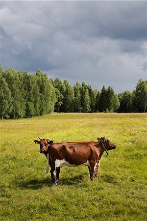 side view cows - Cows grazing, Sweden. Stock Photo - Premium Royalty-Free, Code: 6102-03828799