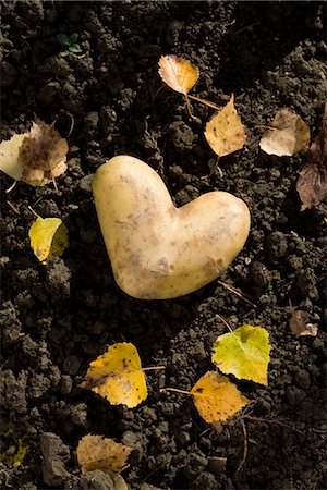 potato field - A heart-shaped potato on the ground, Sweden. Stock Photo - Premium Royalty-Free, Code: 6102-03904027