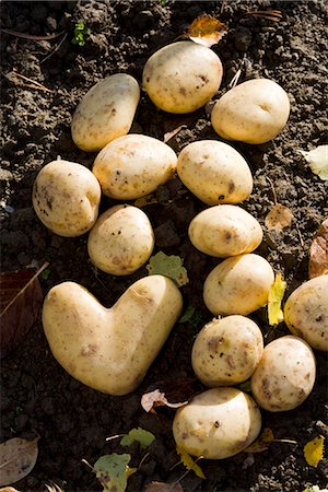 potato farm - A heart-shaped potato on the ground, Sweden. Stock Photo - Premium Royalty-Free, Code: 6102-03904026
