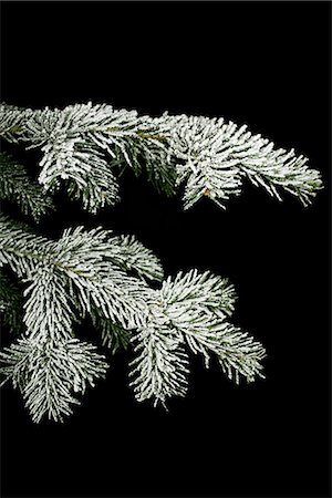 spruce branches - Snow-covered twig of a spruce, Denmark. Stock Photo - Premium Royalty-Free, Code: 6102-03904256