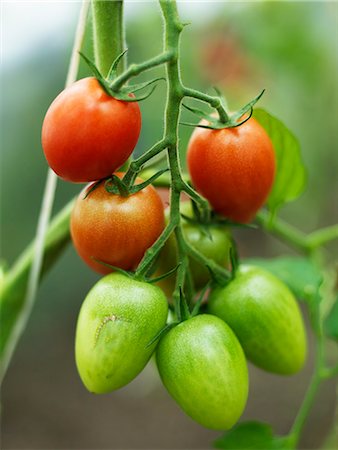 simsearch:6102-06965816,k - A tomato plant with tomatoes, Sweden. Stock Photo - Premium Royalty-Free, Code: 6102-03905018