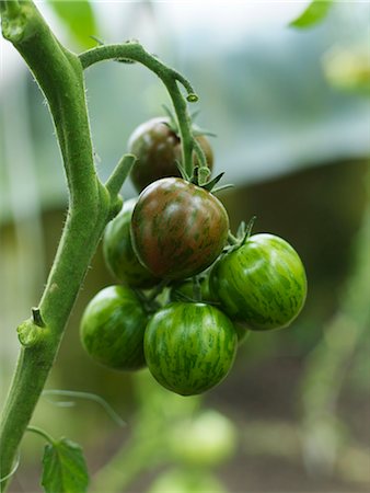 simsearch:6102-06965816,k - A tomato plant with tomatoes, Sweden. Stock Photo - Premium Royalty-Free, Code: 6102-03905019
