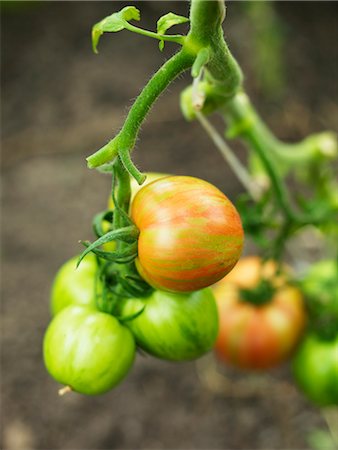 simsearch:6102-06965816,k - A tomato plant with tomatoes, Sweden. Stock Photo - Premium Royalty-Free, Code: 6102-03905020