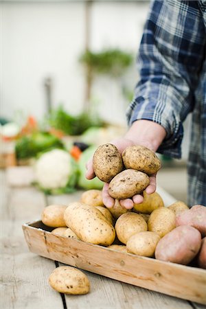 simsearch:6102-06965816,k - Farmer showing ecological potatoes. Stock Photo - Premium Royalty-Free, Code: 6102-03905342