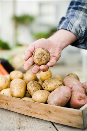 simsearch:6102-06965816,k - Farmer showing ecological potatoes. Stock Photo - Premium Royalty-Free, Code: 6102-03905368