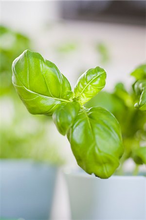 fruit and vegetable - Basil, close-up, Sweden. Stock Photo - Premium Royalty-Free, Code: 6102-03905514
