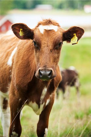 A cow, Sweden. Stock Photo - Premium Royalty-Free, Code: 6102-03905682