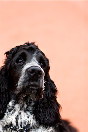 Close-up of cocker spaniel Stock Photo - Premium Royalty-Free, Code: 6102-03905804