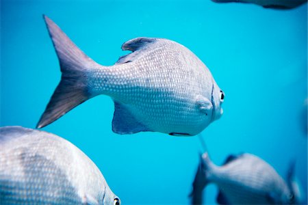 shoal (group of marine animals) - Fishes swimming underwater Stock Photo - Premium Royalty-Free, Code: 6102-04929407