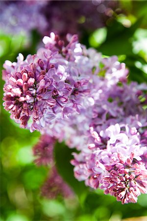 Close-up of lilac Stock Photo - Premium Royalty-Free, Code: 6102-05802575