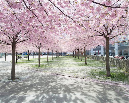 View of park with alley lined with blooming trees Stock Photo - Premium Royalty-Free, Code: 6102-06374581