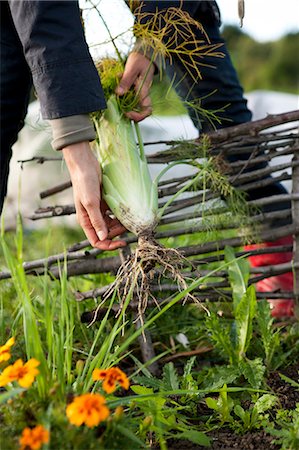 simsearch:6102-06965816,k - Woman harvesting fennel Stock Photo - Premium Royalty-Free, Code: 6102-06336518