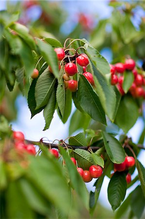 european cherry trees branches - Cherries on branch Foto de stock - Sin royalties Premium, Código: 6102-06336519