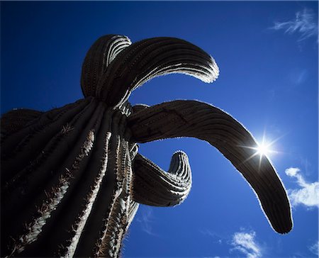 Saguaro against a blue sky, USA. Foto de stock - Sin royalties Premium, Código: 6102-06470662