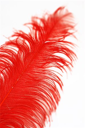 feather boa - A red feather. Photographie de stock - Premium Libres de Droits, Code: 6102-06470601