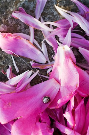 Snail on pink flower petals Foto de stock - Sin royalties Premium, Código: 6102-06470861