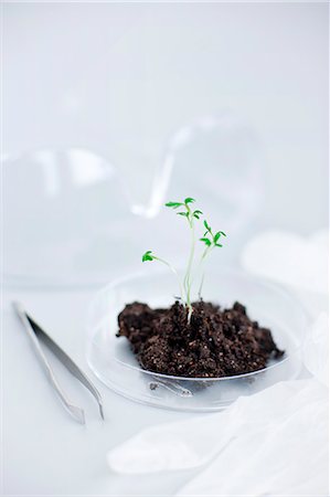 Seedling on petri dish in laboratory Stock Photo - Premium Royalty-Free, Code: 6102-06470864