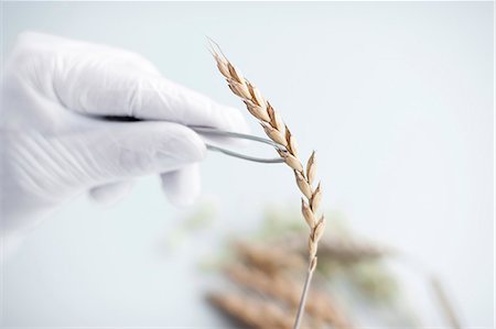 scientist - Scientist holding wheat ear with tweezers Stock Photo - Premium Royalty-Free, Code: 6102-06470876