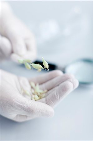 scientist - Scientist holding seeds on hand Stock Photo - Premium Royalty-Free, Code: 6102-06470879