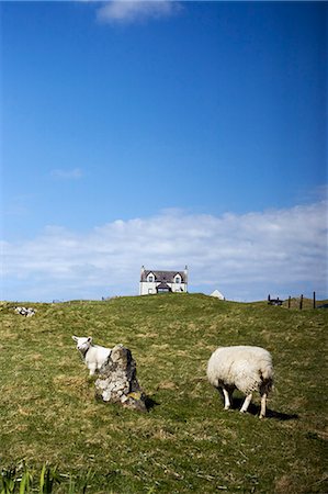 stone scotland - Sheep on pasture Photographie de stock - Premium Libres de Droits, Code: 6102-06470942