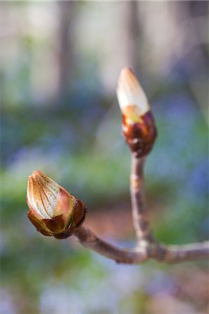 Close-up of chestnut buds Stock Photo - Premium Royalty-Free, Code: 6102-06470945