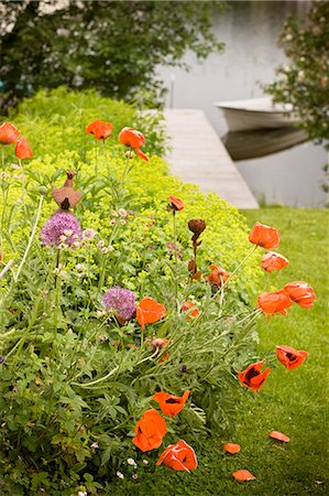 Poppies in garden Stock Photo - Premium Royalty-Free, Code: 6102-06471055