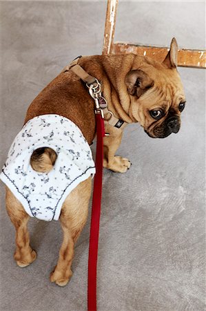 Pug dog wearing diaper Stock Photo - Premium Royalty-Free, Code: 6102-06471098
