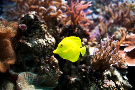Tropical reef fish Stock Photo - Premium Royalty-Free, Code: 6102-06471159