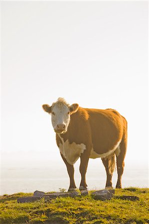 Portrait of cow Stock Photo - Premium Royalty-Free, Code: 6102-06777462