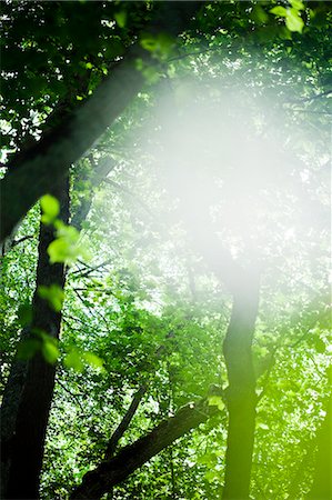 simsearch:649-06432787,k - Sunlight in forest Stock Photo - Premium Royalty-Free, Code: 6102-06965620