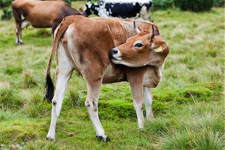 side view cows - Cow on pasture Stock Photo - Premium Royalty-Free, Code: 6102-06965634