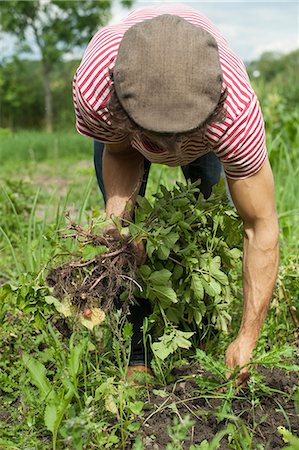 simsearch:6102-06965813,k - Man harvesting in garden Stock Photo - Premium Royalty-Free, Code: 6102-06965808