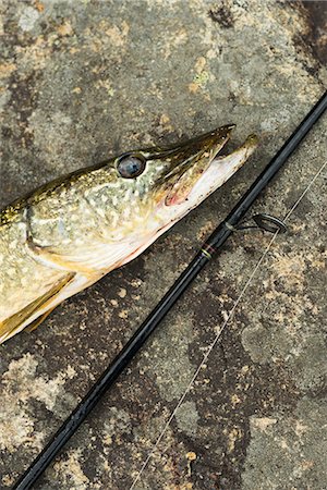 simsearch:6102-08001381,k - Pike and fishing rod, close-up Stock Photo - Premium Royalty-Free, Code: 6102-07158164