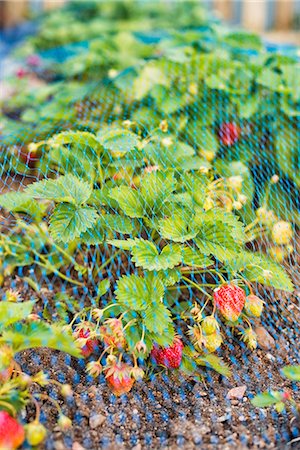 simsearch:6102-07157973,k - Strawberries plants covering by net Stock Photo - Premium Royalty-Free, Code: 6102-07158174