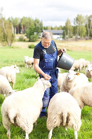 simsearch:6102-07158265,k - Senior farmer working on pasture, Smaland, Sweden Stock Photo - Premium Royalty-Free, Code: 6102-07158266