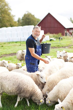 simsearch:6102-07158265,k - Senior farmer working on pasture, Smaland, Sweden Stock Photo - Premium Royalty-Free, Code: 6102-07158268