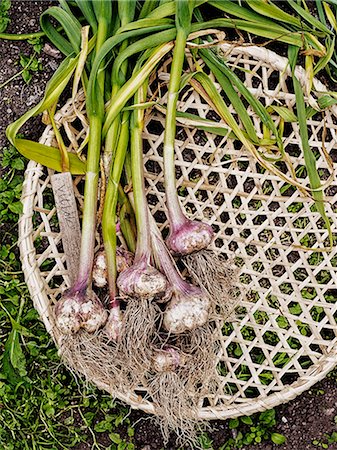 simsearch:6102-06965816,k - High angle view of garlic Stock Photo - Premium Royalty-Free, Code: 6102-07158309