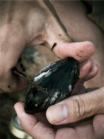 seafood - Hands cleaning mussel, Vastkusten, Sweden Stock Photo - Premium Royalty-Free, Code: 6102-07455792