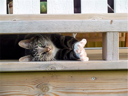 playful cats - Looking at camera, Vastergotland, Sweden Stock Photo - Premium Royalty-Free, Code: 6102-07602492