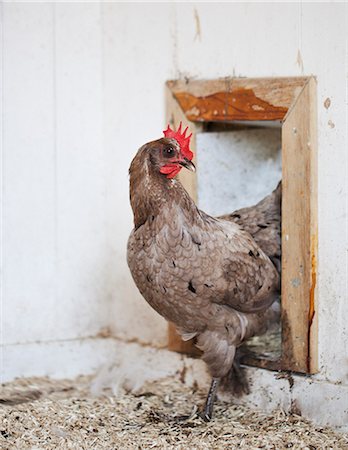 Hen Stock Photo - Premium Royalty-Free, Code: 6102-07602923