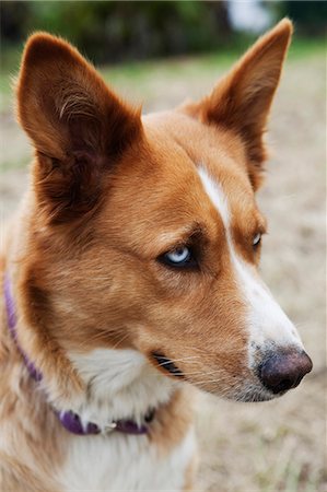 Dog portrait Stock Photo - Premium Royalty-Free, Code: 6102-07768315