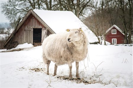 domestic sheep - A sheep on wintery pasture Stock Photo - Premium Royalty-Free, Code: 6102-07769076