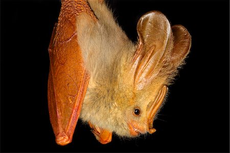 Bat, close-up Stock Photo - Premium Royalty-Free, Code: 6102-07789582