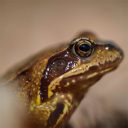 Frog, close-up Stock Photo - Premium Royalty-Free, Code: 6102-07789527
