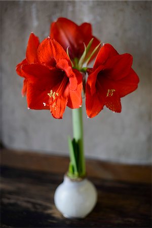 flowers on a table - Red flowers in pot Foto de stock - Sin royalties Premium, Código: 6102-07789533